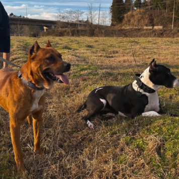 Собаки в добрые руки - Рэй - 2