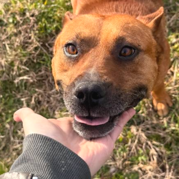 Собаки в добрые руки - Рэй - 3