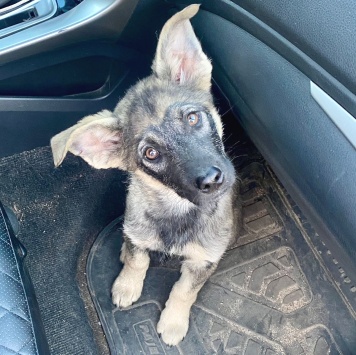 Собаки в добрые руки - Зак