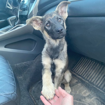 Собаки в добрые руки - Зак - 1