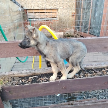 Собаки в добрые руки - Зак - 2