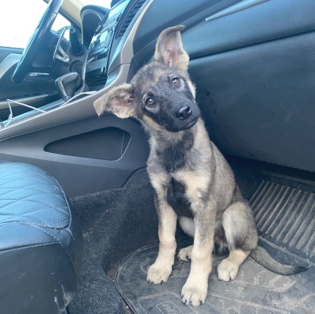 Собаки в добрые руки - Зак - 3