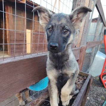 Собаки в добрые руки - Зак - 4