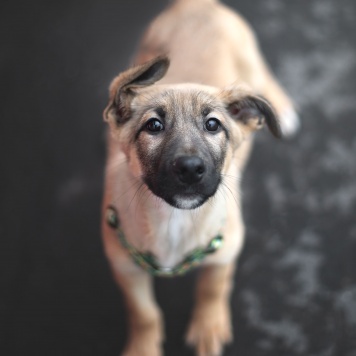 Собаки в добрые руки - Чеддер