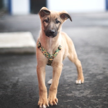 Собаки в добрые руки - Чеддер - 1