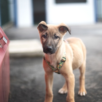 Собаки в добрые руки - Чеддер - 2