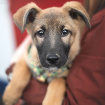 Рокфор - Собаки в добрые руки