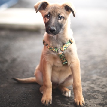 Собаки в добрые руки - Рокфор - 1