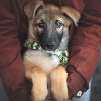 Собаки в добрые руки - Рокфор - 2