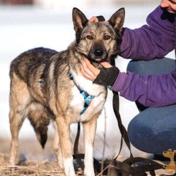 Собаки в добрые руки - Мэгги