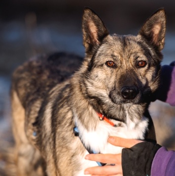 Собаки в добрые руки - Мэгги - 1
