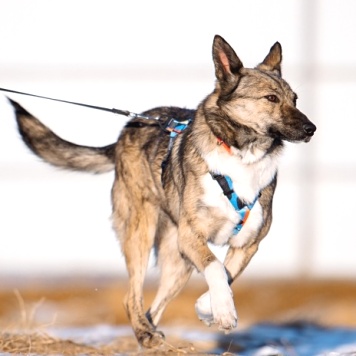 Собаки в добрые руки - Мэгги - 2