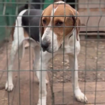 Собаки в добрые руки - Иосиф