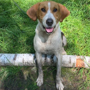 Собаки в добрые руки - Иосиф - 2