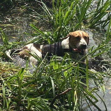 Собаки в добрые руки - Иосиф - 3