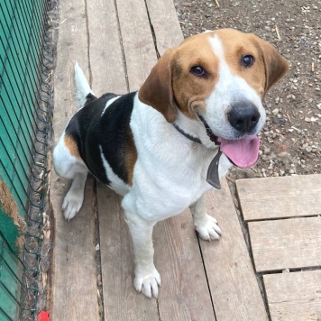 Собаки в добрые руки - Иосиф - 4