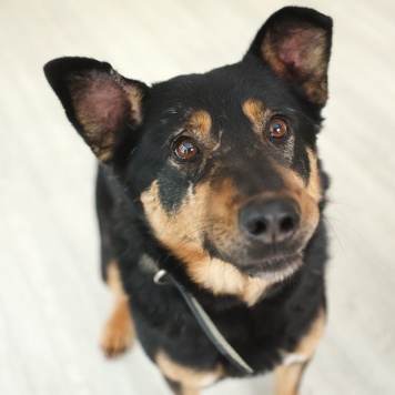 Собаки в добрые руки - Баграй - 4