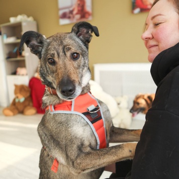 Собаки в добрые руки - Морра - 2