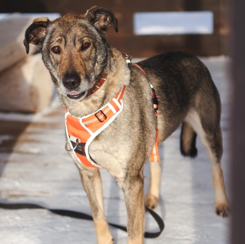 Собаки в добрые руки - Морра - 3