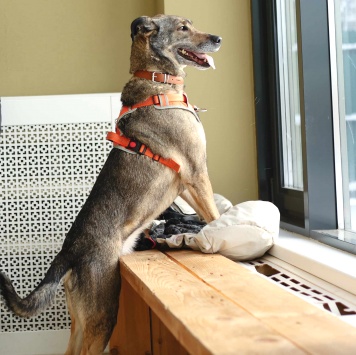 Собаки в добрые руки - Морра - 4