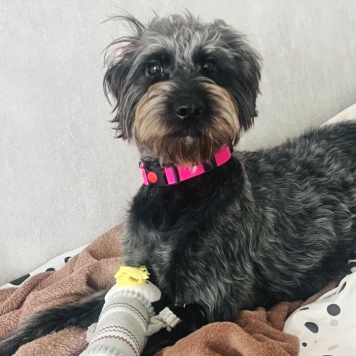 Собаки в добрые руки - Руна