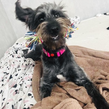 Собаки в добрые руки - Руна - 1