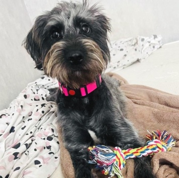 Собаки в добрые руки - Руна - 2