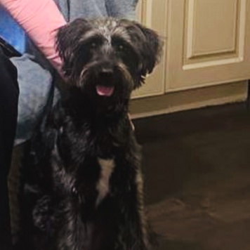 Собаки в добрые руки - Руна - 3