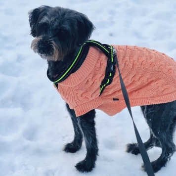 Собаки в добрые руки - Руна - 4