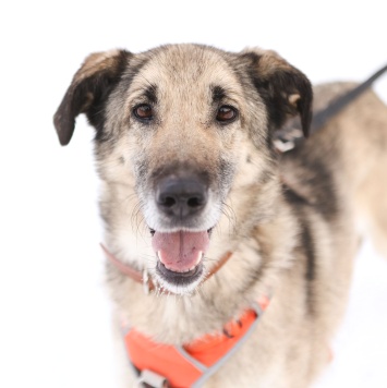 Собаки в добрые руки - Виста