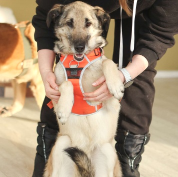 Собаки в добрые руки - Виста - 1