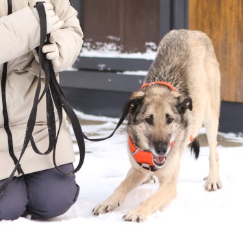 Собаки в добрые руки - Виста - 3