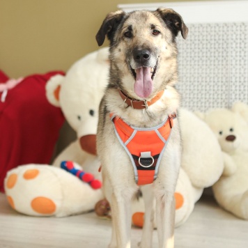 Собаки в добрые руки - Виста - 4