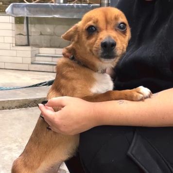 Собаки в добрые руки - Тимоша