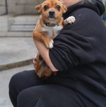 Собаки в добрые руки - Тимоша - 1