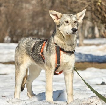 Собаки в добрые руки - Варя