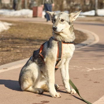Собаки в добрые руки - Варя - 1