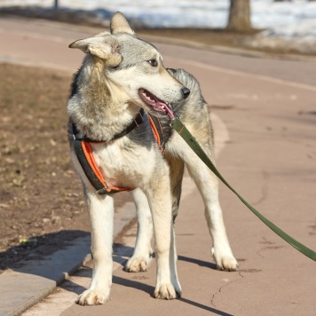 Собаки в добрые руки - Варя - 2