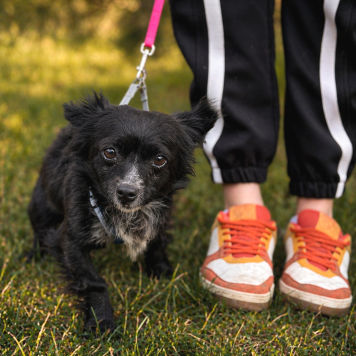 Собаки в добрые руки - Шишка