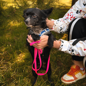 Собаки в добрые руки - Шишка - 1