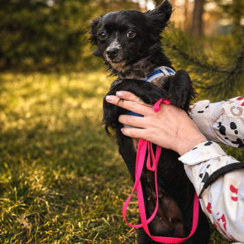 Собаки в добрые руки - Шишка - 2