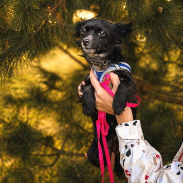 Собаки в добрые руки - Шишка - 3
