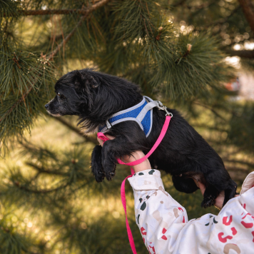 Собаки в добрые руки - Шишка - 4