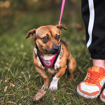 Собаки в добрые руки - Липа