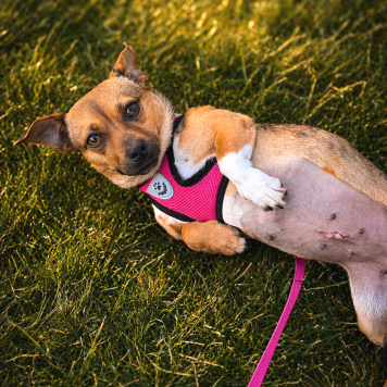 Собаки в добрые руки - Липа - 1