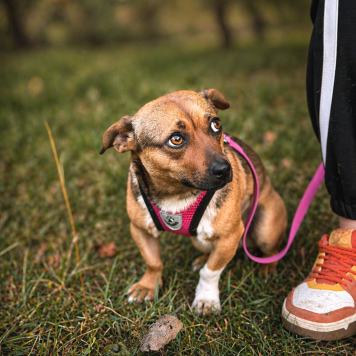Собаки в добрые руки - Липа - 2