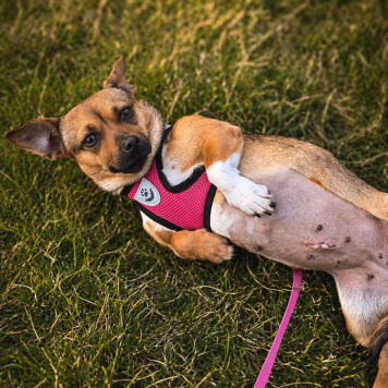 Собаки в добрые руки - Липа - 3