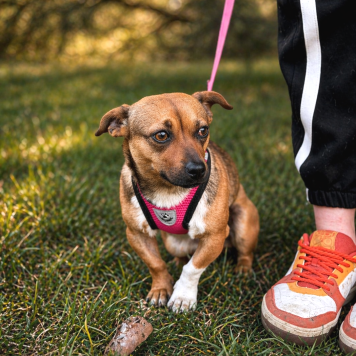 Собаки в добрые руки - Липа - 4