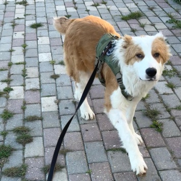 Собаки в добрые руки - Балу