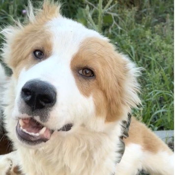 Собаки в добрые руки - Балу - 1